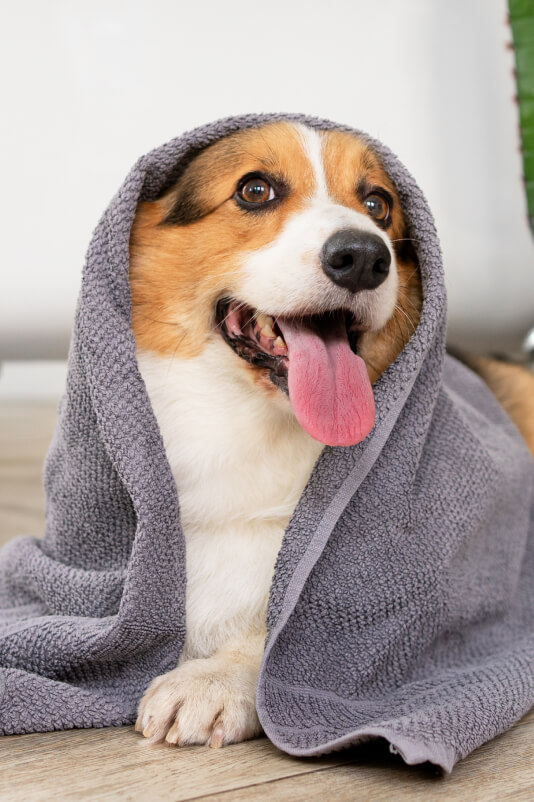Woof! Doggie Wash